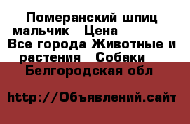 Померанский шпиц мальчик › Цена ­ 30 000 - Все города Животные и растения » Собаки   . Белгородская обл.